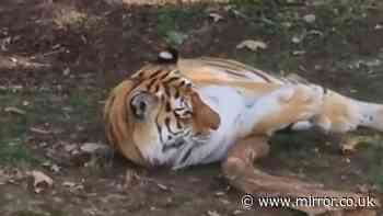 Man mauled by tiger asked couple to take photo of him before entering enclosure