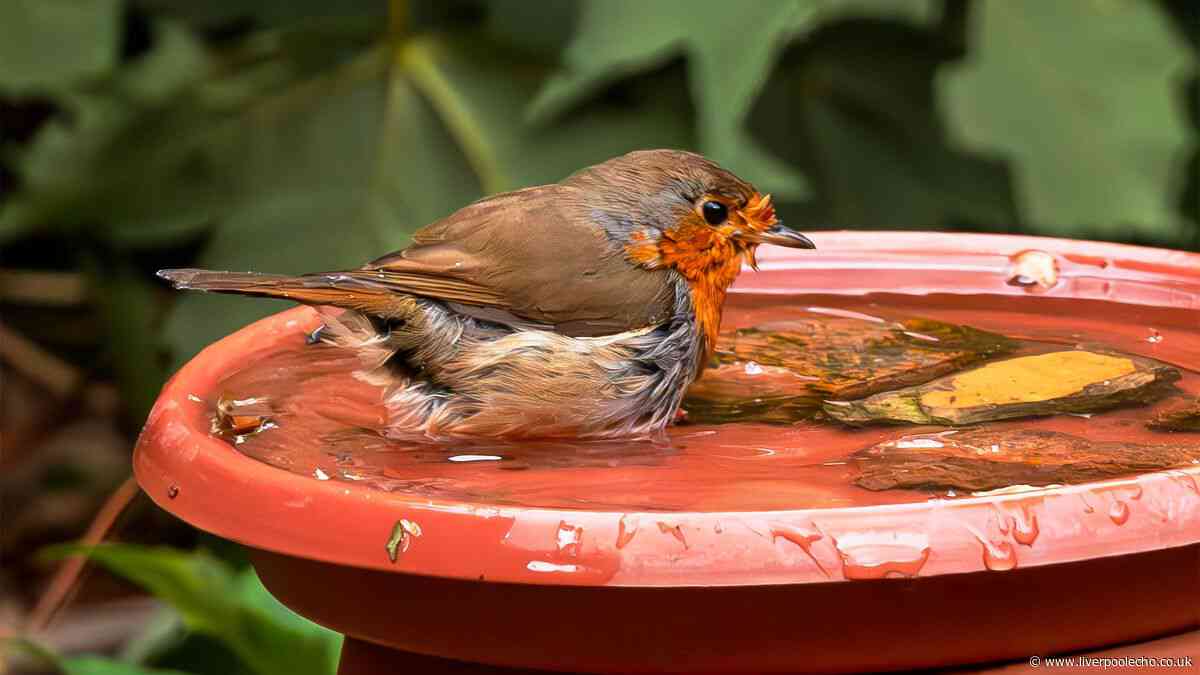 Robins will be attracted to your garden more if you keep 1 household item in bird baths
