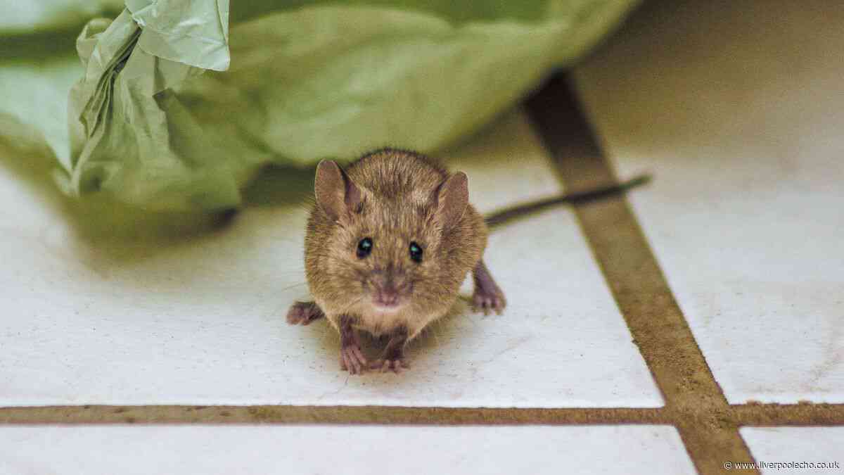 I tried 1 simple hack to keep mice and rats out of my home – it worked so well