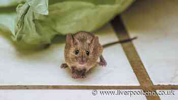 I tried 1 simple hack to keep mice and rats out of my home – it worked so well