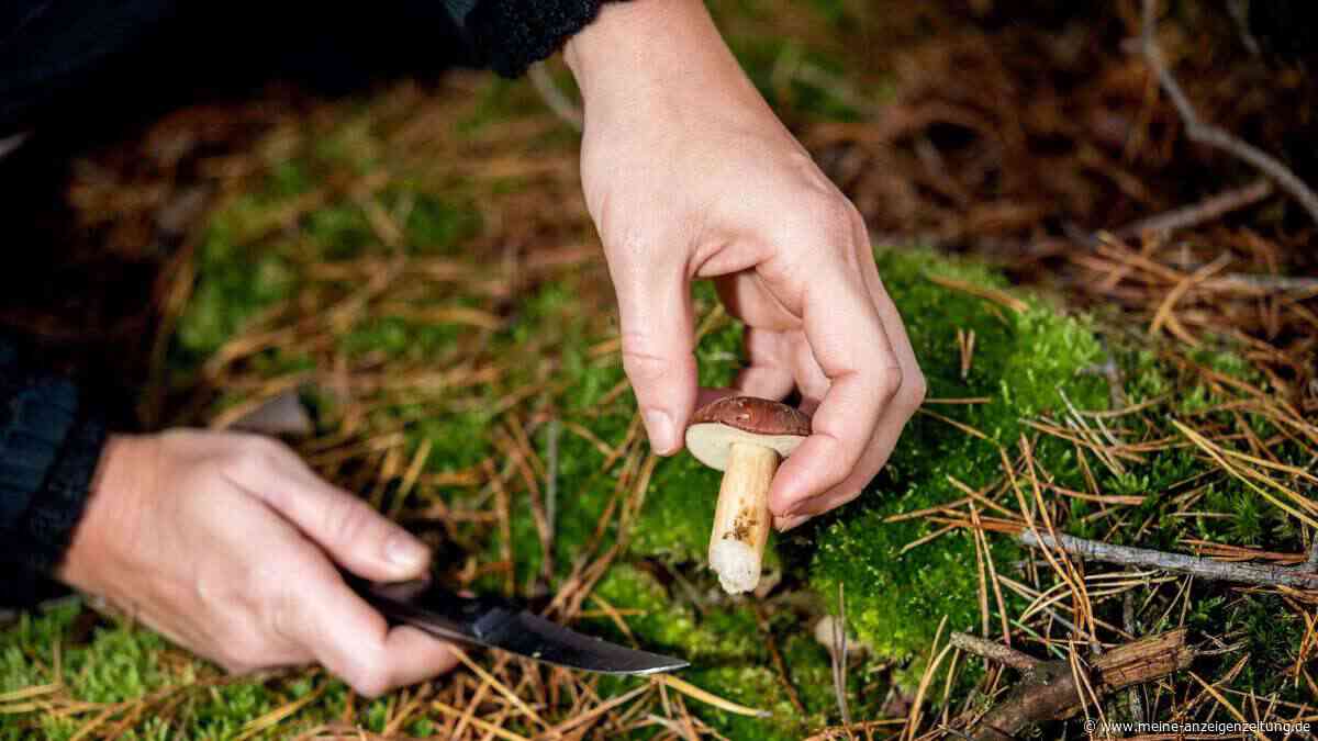 So schützen Sie sich vor dem Fuchsbandwurm