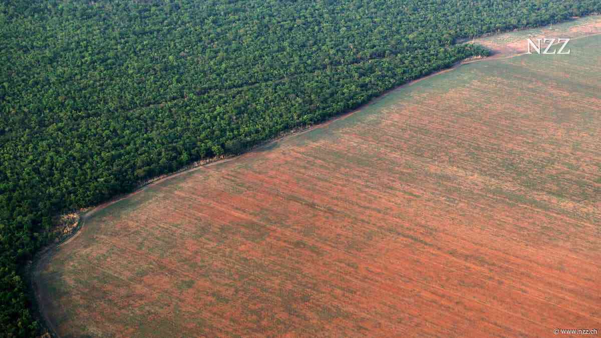 Mit Präsident Flávio Bolsonaro droht dem Amazonasgebiet in Brasilien neue Gefahr