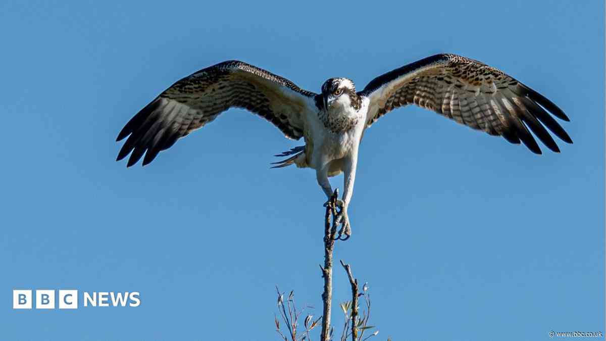 First osprey chicks in 200 years reported in county
