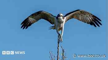 First osprey chicks in 200 years reported in county
