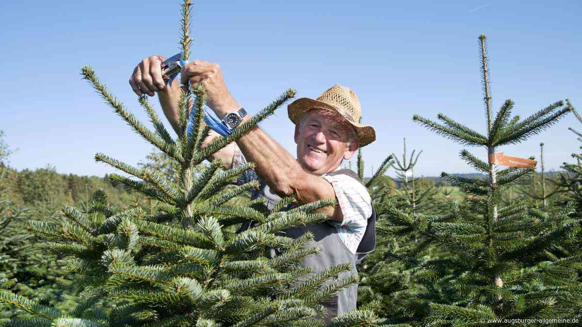Schützen, Schneiden, Formen: Das steckt hinter dem perfekten Christbaum