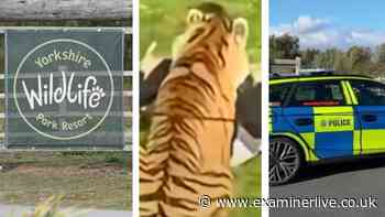 Yorkshire Wildlife Park shut LIVE updates after visitor mauled to death by tiger, police and ambulance statements