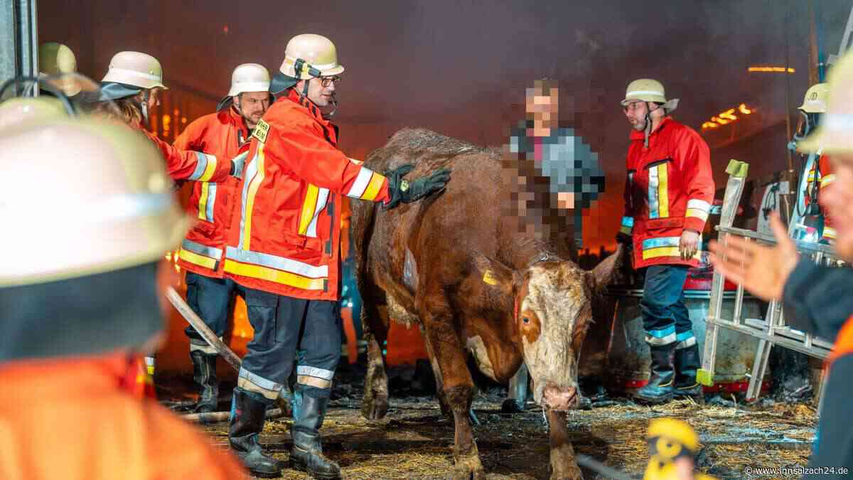 Flammen-Inferno auf Bauernhof in Bayern: Zwei Kühe sterben – Millionenschaden