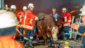 Flammen-Inferno auf Bauernhof in Bayern: Zwei Kühe sterben – Millionenschaden