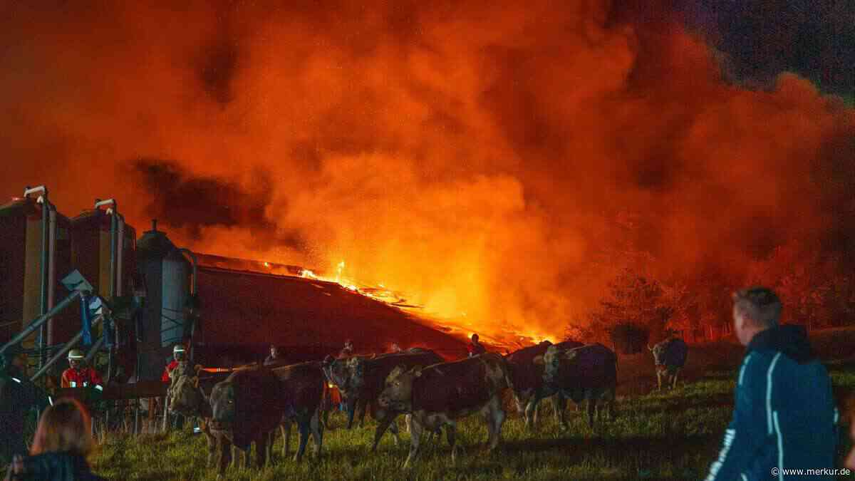Flammen-Inferno in Neumarkt: Kuhstall brennt – Tiere flüchten auf Straße