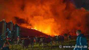 Flammen-Inferno in Neumarkt: Kuhstall brennt – Tiere flüchten auf Straße