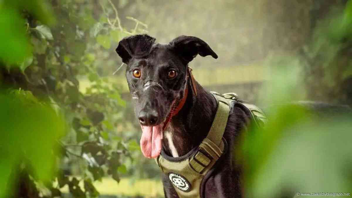 Meet the adorable but 'most overlooked' dogs who desperately need a loving home