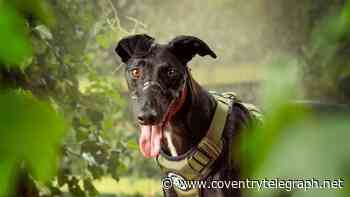 Meet the adorable but 'most overlooked' dogs who desperately need a loving home
