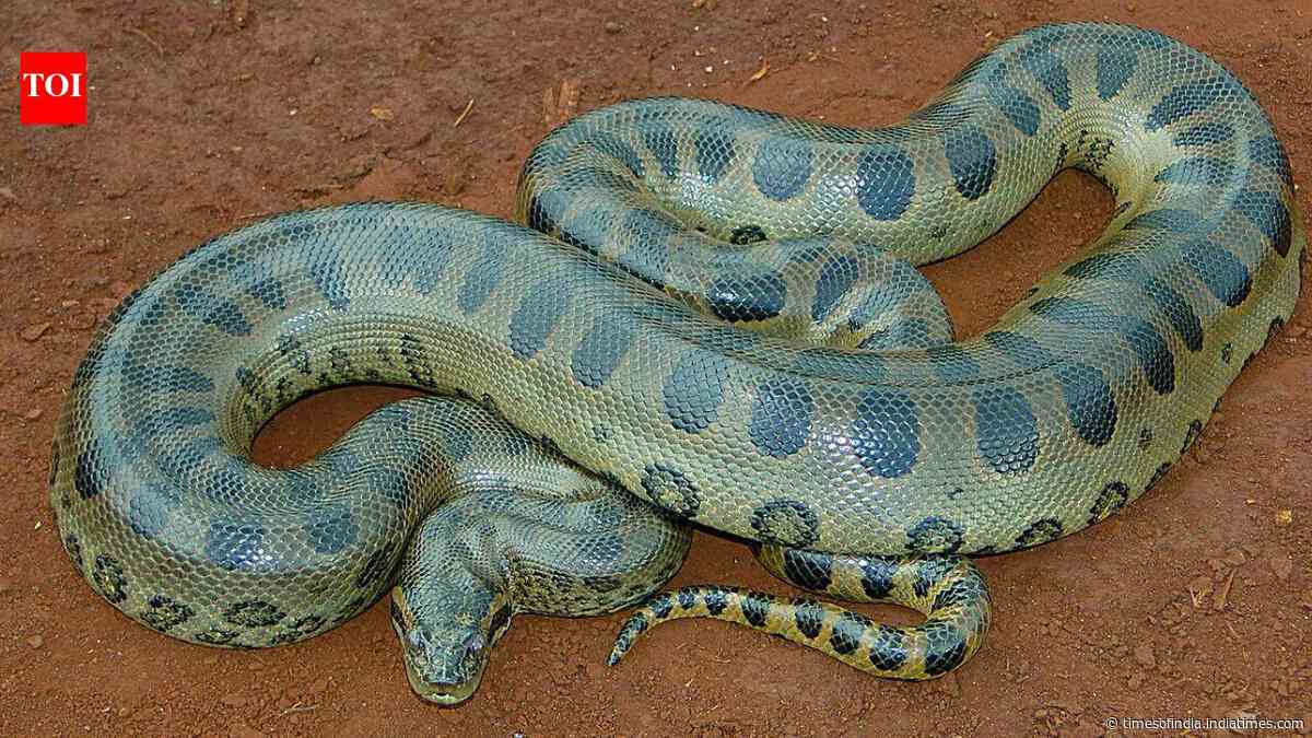 A 100-kg green anaconda can disappear beneath Amazonian vegetation