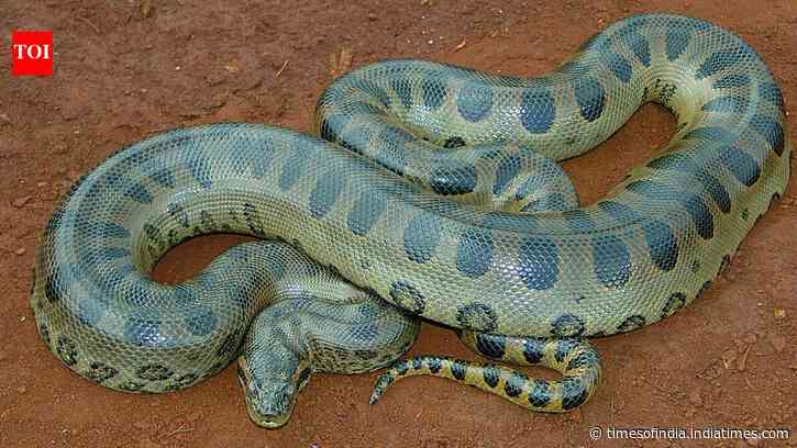 A 100-kg green anaconda can disappear beneath Amazonian vegetation