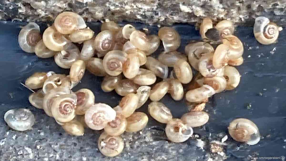 Wat Mieke zag, is volgens Frans een levend voorbeeld van de evolutie