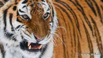 Schock-Vorfall in Tierpark: Mann springt in Tigergehege – kurz darauf ist er tot