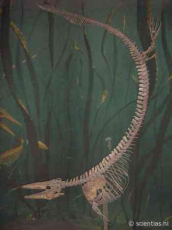 Zo jaagden de prehistorische heersers van de zee
