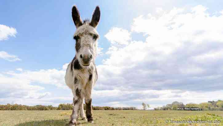 Wild horses and donkeys dig desert wells in Arizona, supplying water to 57 vertebrate species
