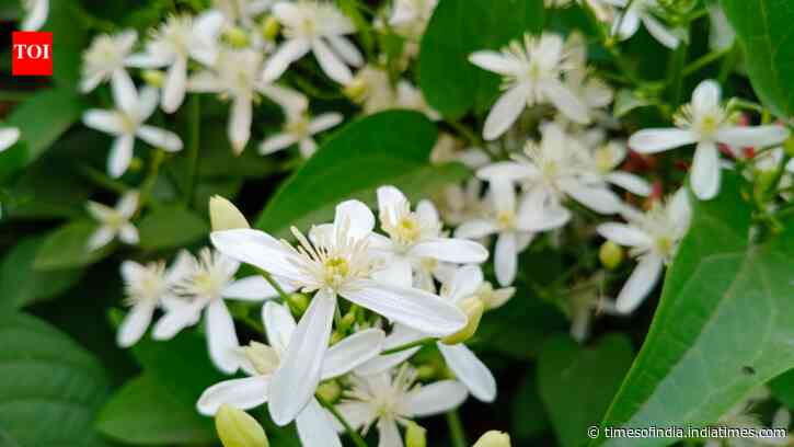 How to grow Raat Ki Rani flowers at home in a pot: Easy step-by-step guide for beginners