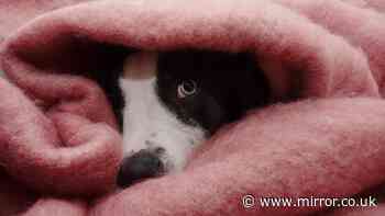 Vet says six-week workaround can 'desensitise' dogs to fireworks ahead of Bonfire Night