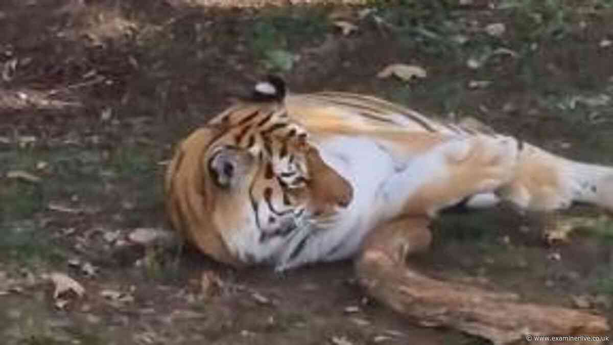 Yorkshire Wildlife Park visitor mauled to death asked tragic question moments before climbing in with tiger
