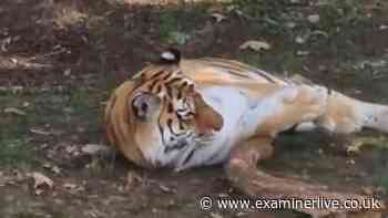 Yorkshire Wildlife Park visitor mauled to death asked tragic question moments before climbing in with tiger