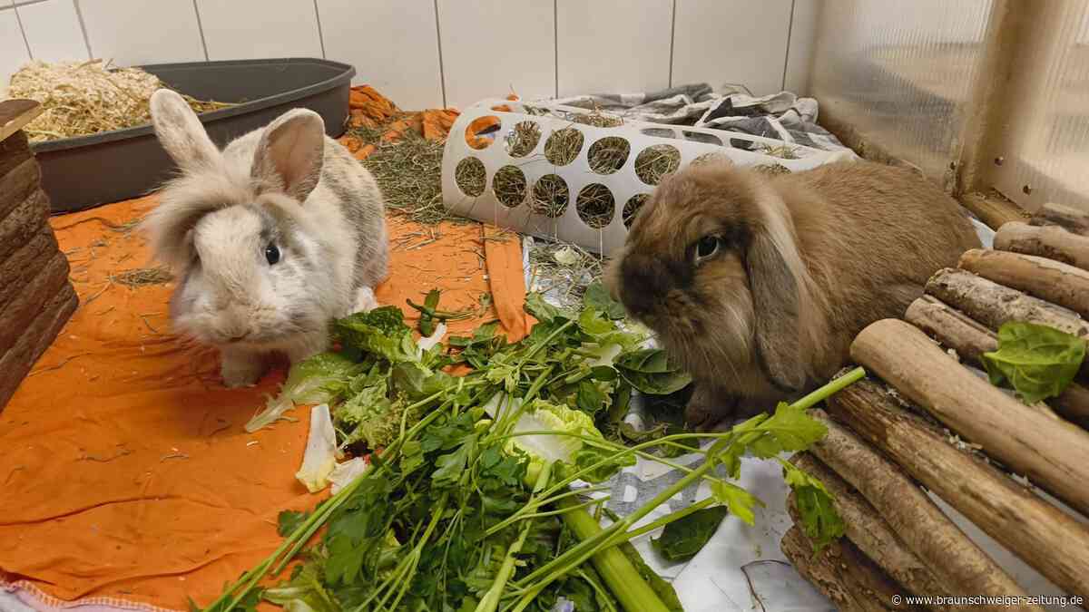Widderdame trifft Löwenkopf: Elsie und Hilton aus dem Tierheim Salzgitter bleiben ein Team