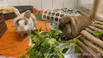 Widderdame trifft Löwenkopf: Elsie und Hilton aus dem Tierheim Salzgitter bleiben ein Team