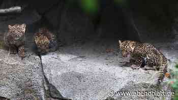 Hagenbeck stellt süße Leopardenbabys vor – nur 250 Exemplare leben noch wild