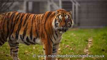What Yorkshire Wildlife Park bosses said about 'very calm' tiger before fatal attack