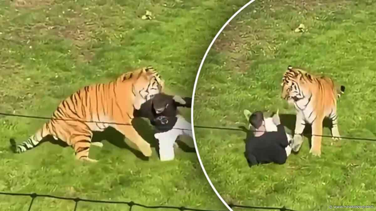 Man overleden na worsteling met tijger in Britse dierentuin