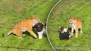 Man overleden na worsteling met tijger in Britse dierentuin