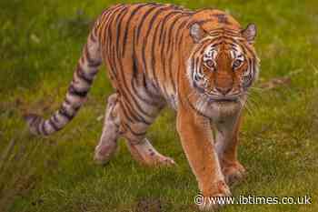 Yorkshire Wildlife Park Tiger Attack Victim Asked For 'One More' Photo Shortly Before Entering Enclosure