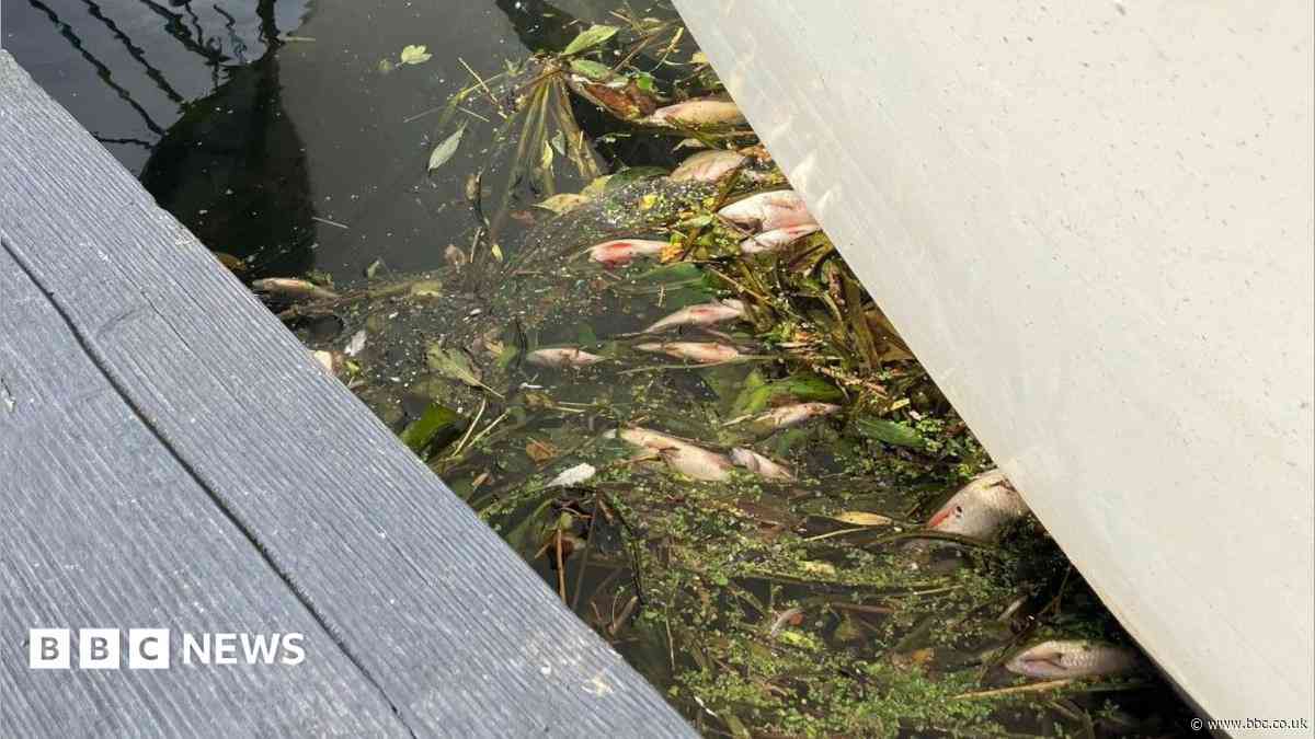 Anglian Water to appear in court over dead fish