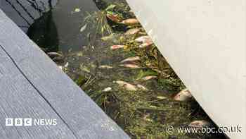 Anglian Water to appear in court over dead fish