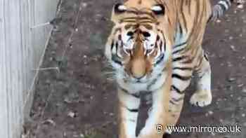 Yorkshire Wildlife Park latest: Man killed by tiger 'danced before jumping in'
