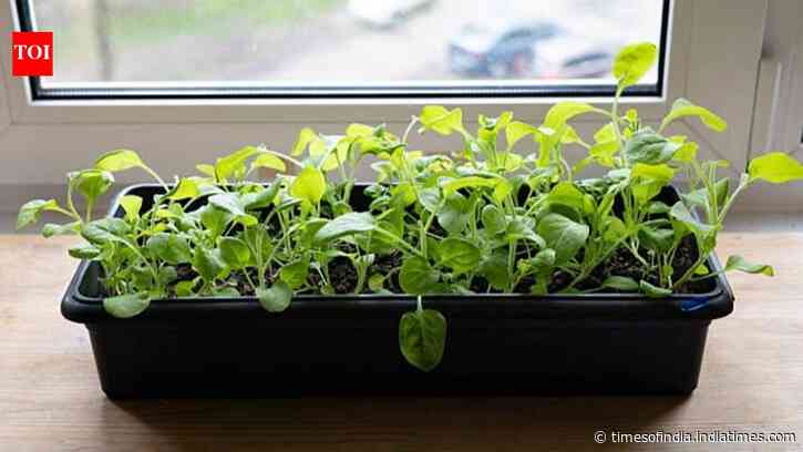 How to grow spinach indoors: Easy tips to enjoy fresh, leafy greens all year round