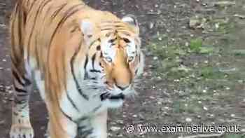 'Frightened and confused' - Yorkshire Wildlife Park visitors rushed to exits with police surrounding young man