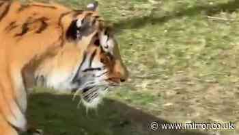 Zoo visitors' desperate bid to distract tiger as man 'dragged by neck' and killed