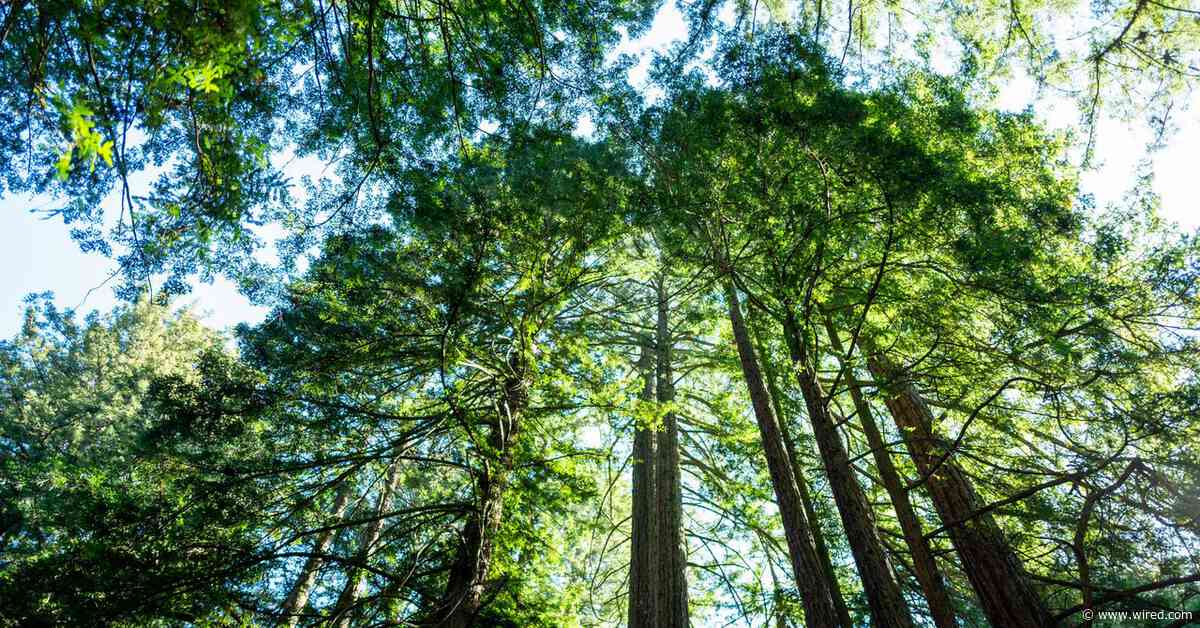 California’s Tallest and Most Iconic Trees Are Getting Heatstroke