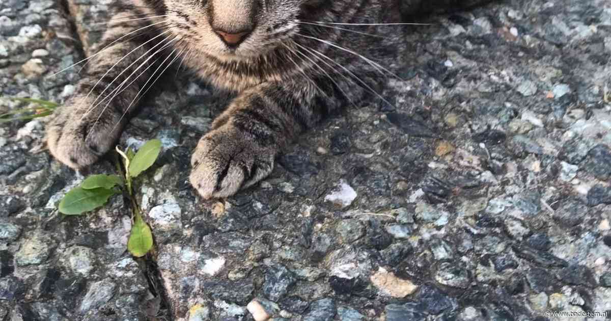 Heb jij Apollo, Coco of Pongo gezien? Deze drie huisdieren worden in Roosendaal vermist
