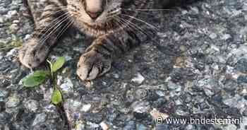 Heb jij Apollo, Coco of Pongo gezien? Deze drie huisdieren worden in Roosendaal vermist