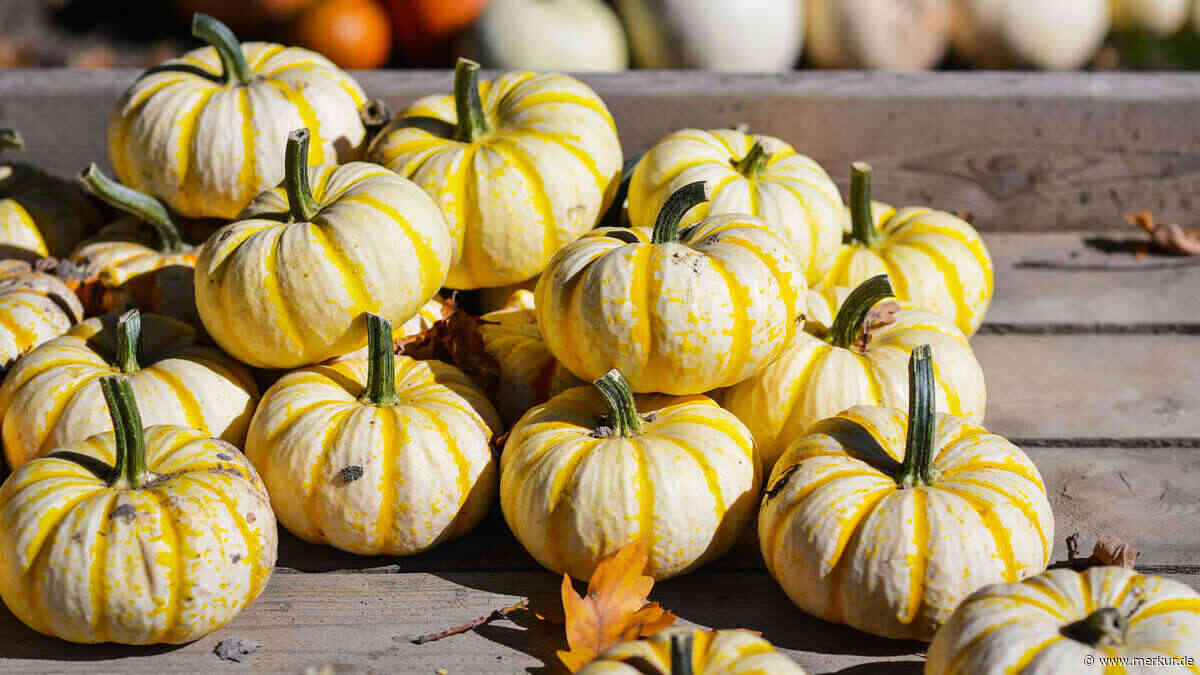 Ausflugsziele für den Herbst: 5 schöne Kürbisfeste in Bayern