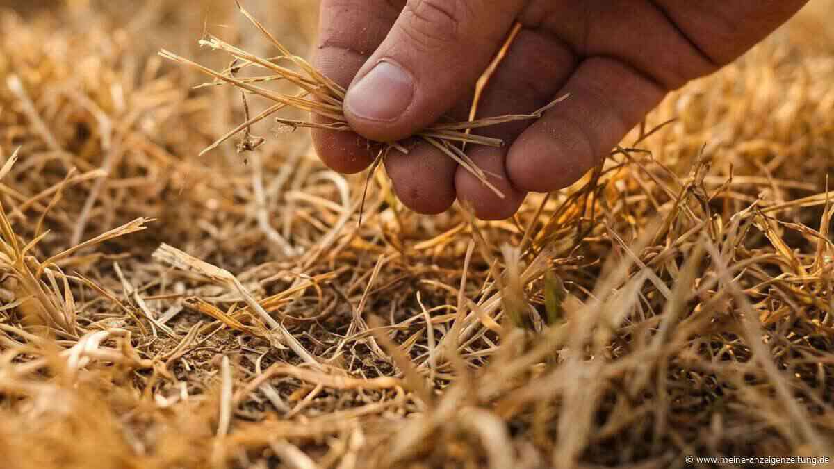 Vertrockneter Rasen – wie man ihn im Herbst noch retten kann