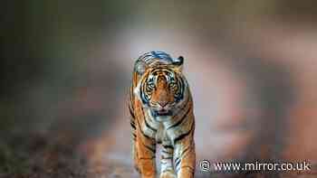 Wildlife expert says 'it's not the tiger's fault' after tragic mauling death