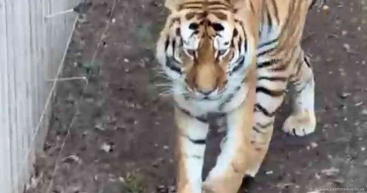Yorkshire Wildlife Park visitor mauled by tiger - 33 pictures of 999 response