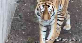 Yorkshire Wildlife Park visitor mauled by tiger - 33 pictures of 999 response