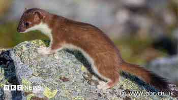 Lone male stoat captured on Orkney island after seven-month hunt