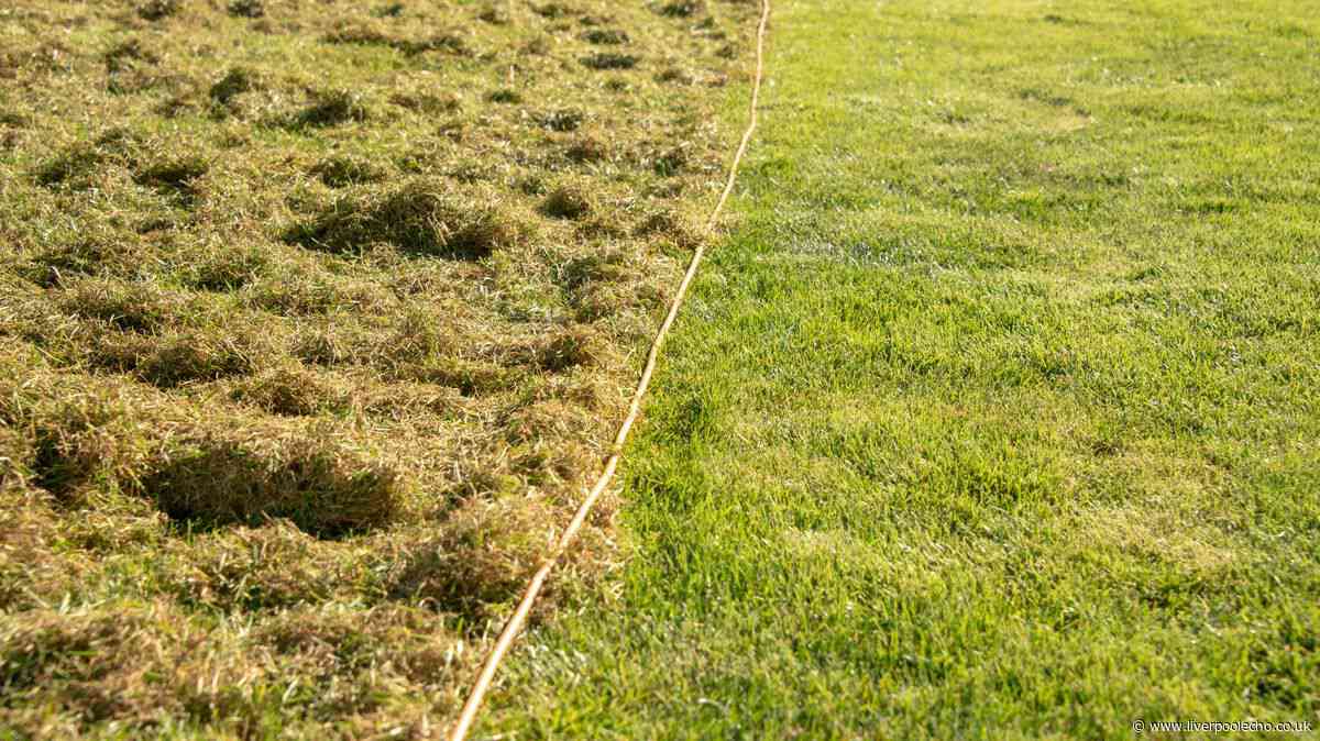 Simple lawn mistake in October could see moss returning for months