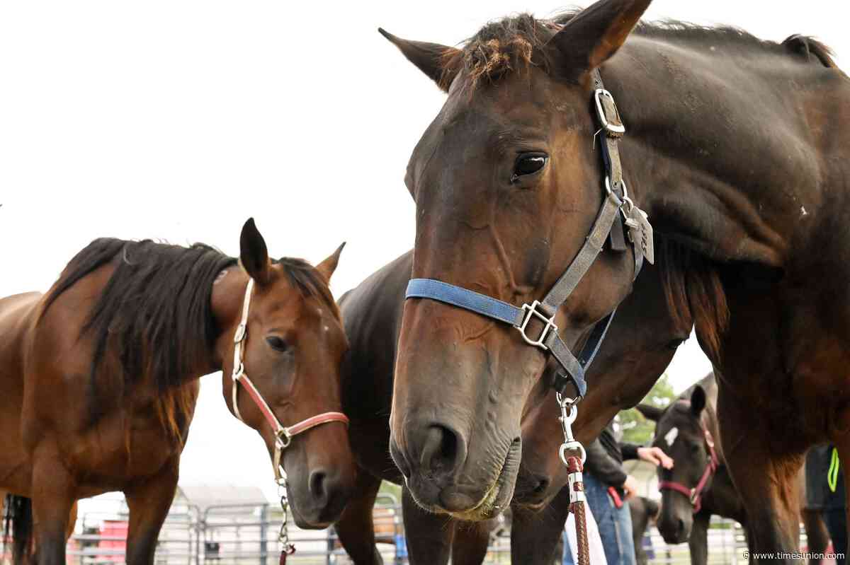 Former racehorses were on truck bound for Canadian slaughterhouse